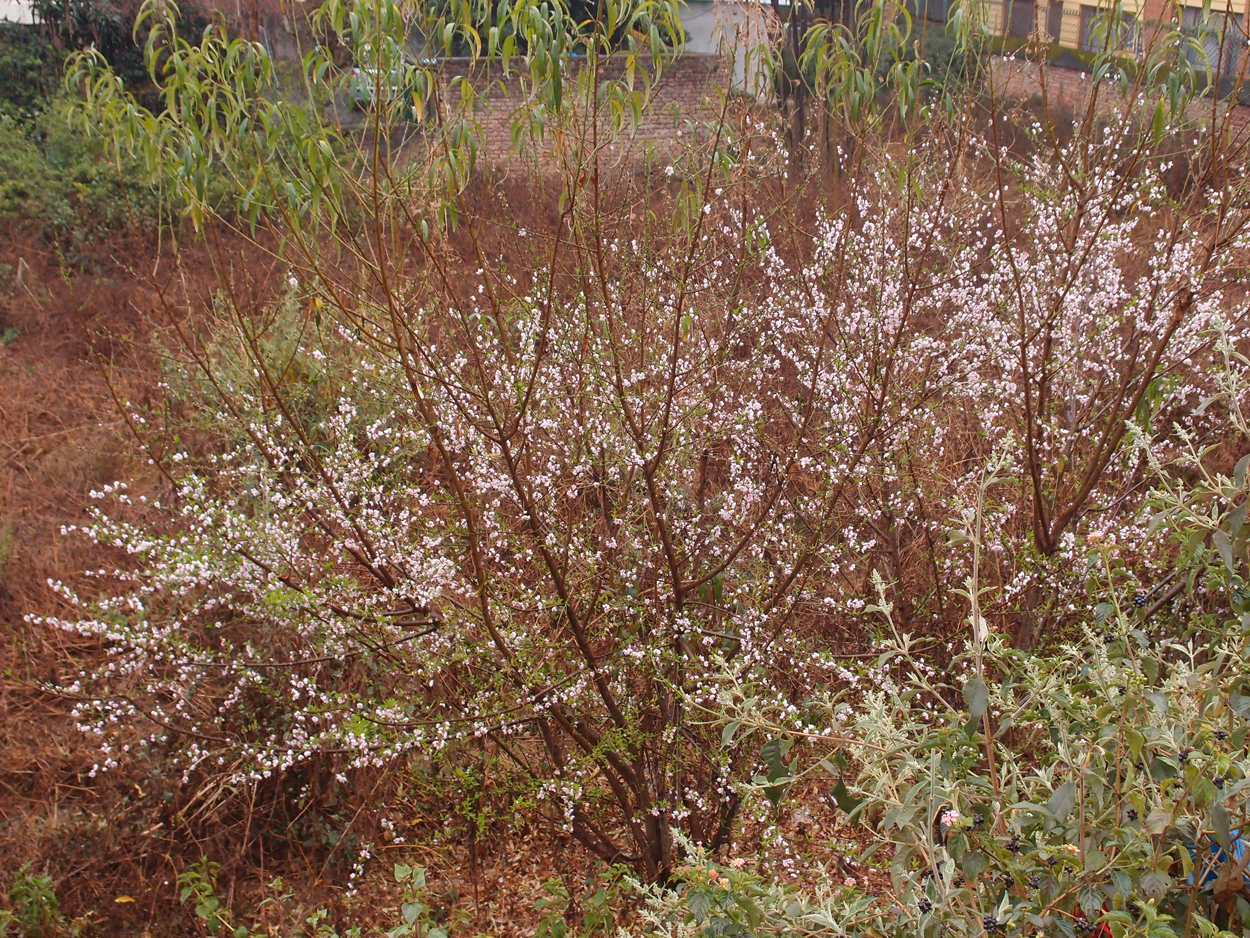 2018-01-24 09 Uhr - Boudha Walk nach dem Regen (Foto) 